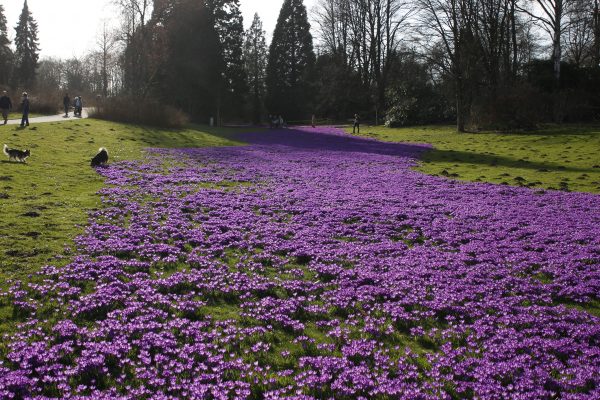 Das Foto zeigt leuchtend violette Krokusse im Rombergpark in Dortmund