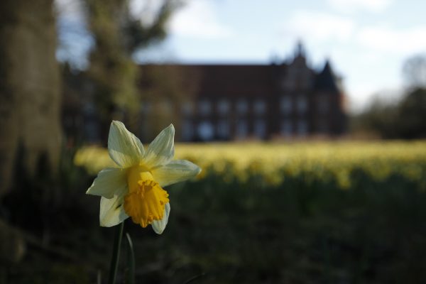 Das Foto zeigt eine Narzisse vor dem Schloss Herten