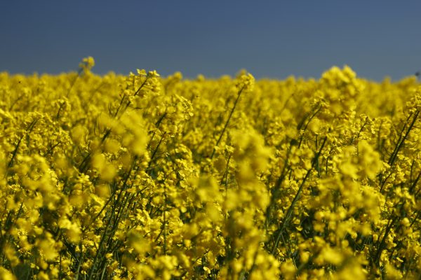 Das Foto zeigt ein knallig Gelbes Rapsfeld in Ennepetal