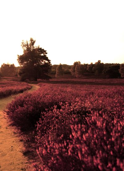 Das Foto zeigt die blühende Westruper Heide in Haltern am See