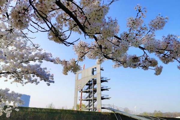 Das Foto zeigt wunderschöne Kirschblütenbäume im OLGA-Park
