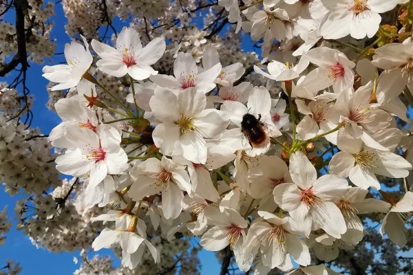 Das Foto zeigt eine Hummel auf einer Kirschblüte im OLGA-Park in Oberhausen