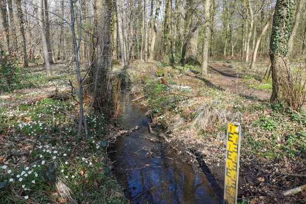 Das Foto zeigt eine Wassermessstelle im Kölnischen Wald in Bottrop