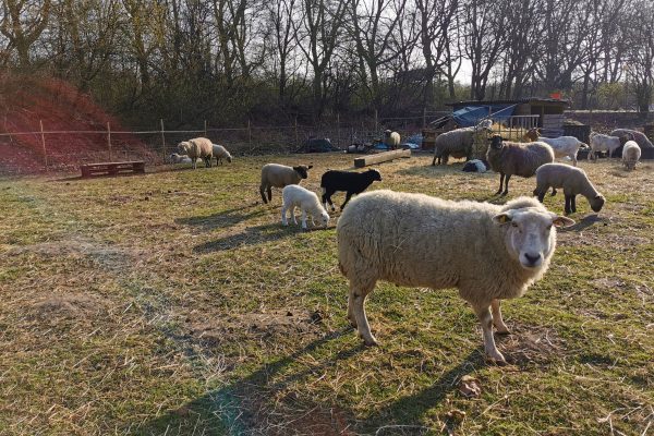 Das Foto zeigt Schadfe an der Burg Vondern in Oberhausen