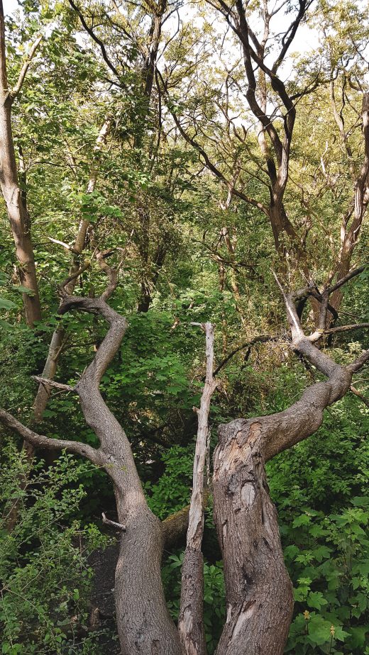 Das Foto zeigt den Skulpturenwald an der Halde Rheinelbe im Kreativquartier Ückendorf in Gelsenkirchen