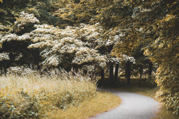 Das Bild zeigt Bäume im Gehölzgarten Risphorst in Oberhausen