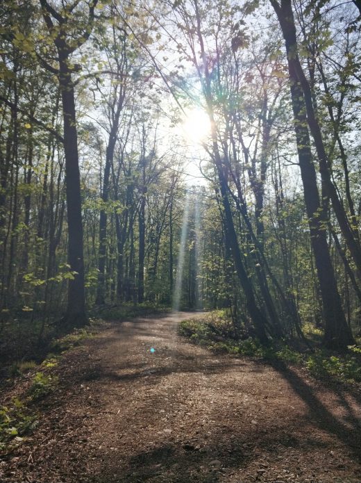 Das Foto zeigt einen schattigen Waldweg in Duisburg fürs Spazieren im Ruhrebiet