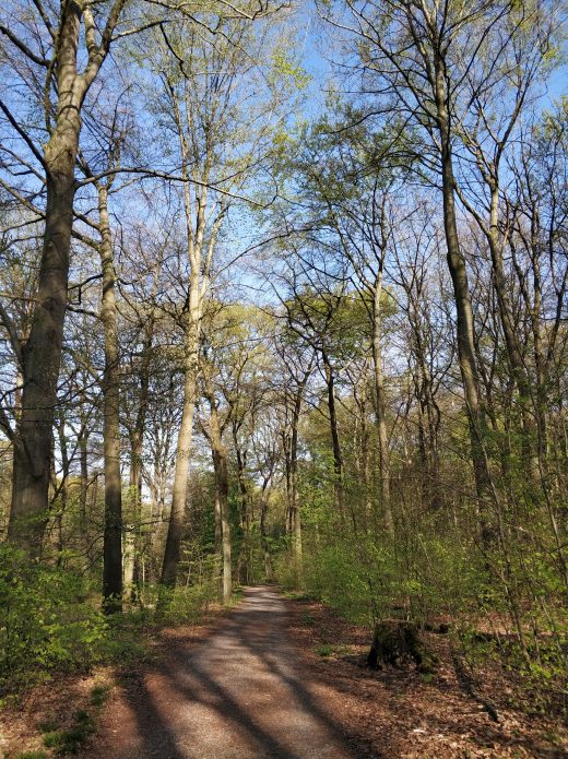 Das Foto zeigt einen schattigen Waldweg in Duisburg fürs Spazieren im Ruhrebiet