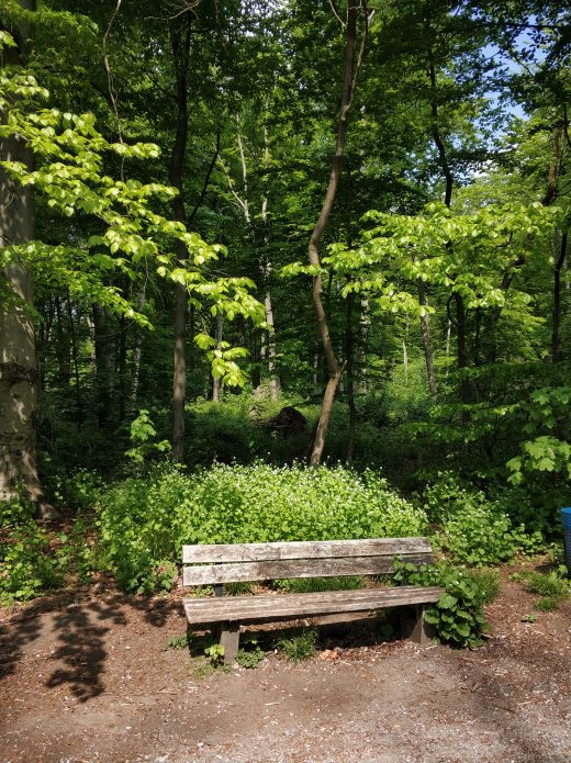 Das Foto zeigt eine Bank im Wald in Duisburg beim Spazieren im Ruhrebiet