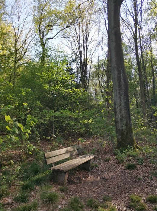 Das Foto zeigt eine Bank im Wald in Duisburg beim Spazieren im Ruhrebiet