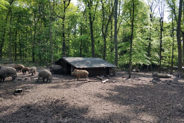 Das Foto zeigt Wildschweine im Wald in Duisburg beim Spazieren im Ruhrebiet
