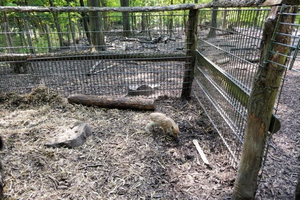 Das Foto zeigt ein Wildschweinbaby im Wald in Duisburg beim Spazieren im Ruhrebiet