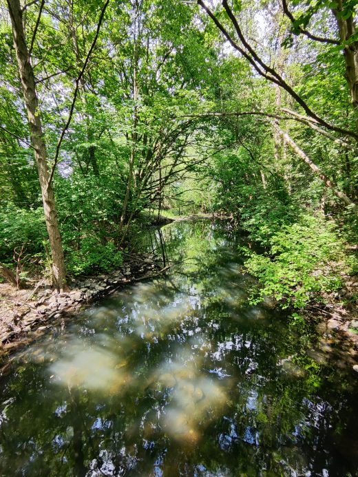 Das Foto zeigt ein Gewässer in Mülheim beim Spazieren im Ruhrebiet