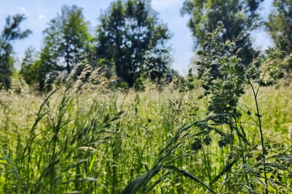 Das Foto zeigt das Landschaftsschutzgebiet an der Ruhr in Mülheim beim Spazieren im Ruhrebiet