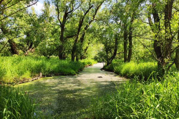 Das Foto zeigt das Landschaftsschutzgebiet an der Ruhr in Mülheim beim Spazieren im Ruhrebiet