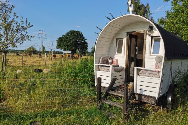 Das Bild zeigt einen Schäferwagen auf der Nutztier Arche in Hamm mit Skudden und Rindern im Hintergrund