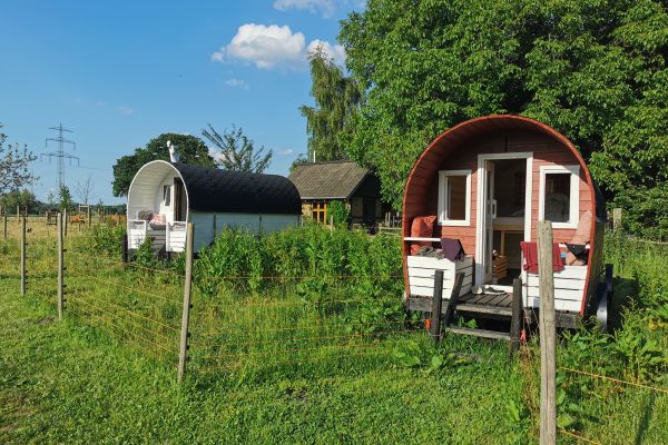 Das Bild zeigt die beiden Schäferwagen auf der Nutztier Arche in Hamm mit Rindern im Hintergrund