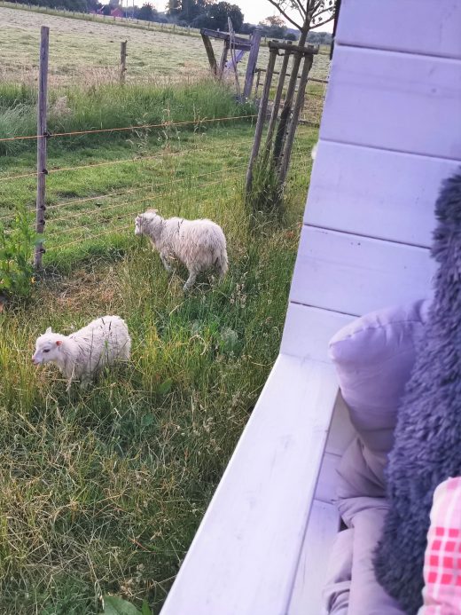 Das Bild zeigt Skudden, die vor einem Schäferwagen auf der Wiese grasen