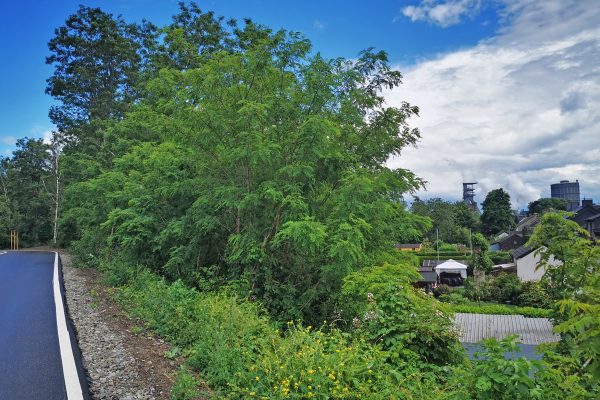 Das Foto zeigt eine asphaltierte Bahntrasse am Tetraeder in Bottrop