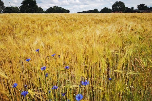 Das Foto zeigt ein Feld in Schermbeck