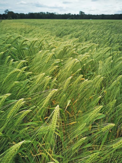 Das Foto zeigt Getreidefelder im Kreis Wesel