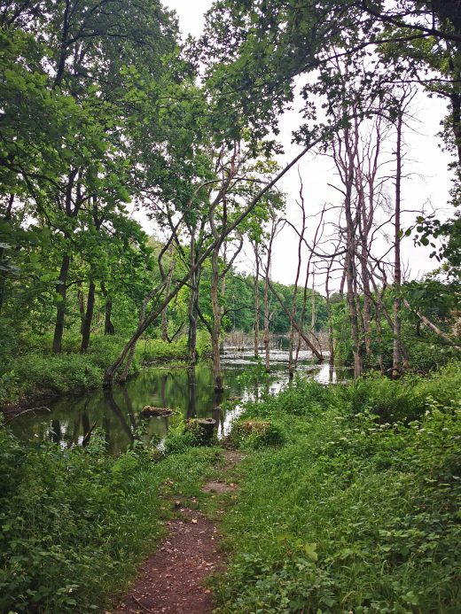 Das Foto zeigt Bergsenkungsseen in der Kirchheller Heide in Bottrop