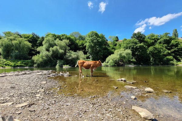 Das Foto zeigt eine Kuh an der Ruhr in Hattingen