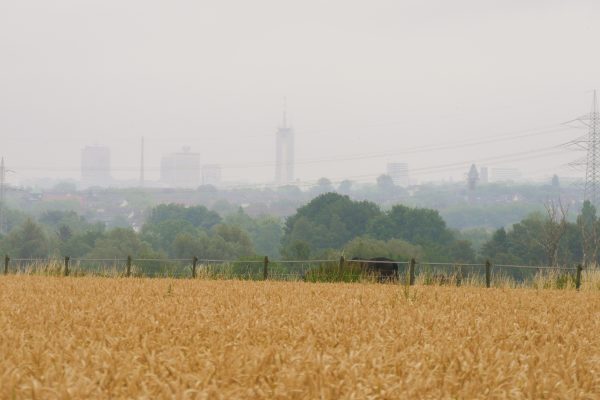 Das Foto zeigt ein Feld und eine Pferdewiese in Essen