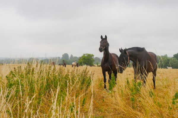 Das Foto zeigt ein Feld und Pferde in Essen