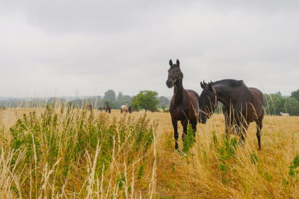 Das Foto zeigt ein Feld und Pferde in Essen