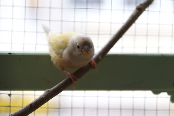 Das Foto zeigt die Vogelvoliere im Vintage Café Leye im Szeneviertel Wiesenviertel in Essen