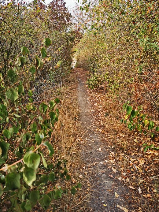 Das Foto zeigt schmale Trails auf der Gravel.Trail.Tour durch die Brauker Alpen