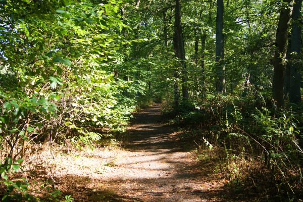 Das Bild zeigt das Wandergebiet Haard in Datteln