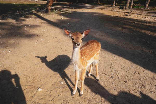 Das Bild zeigt ein Jungtier im Wildpark Granat