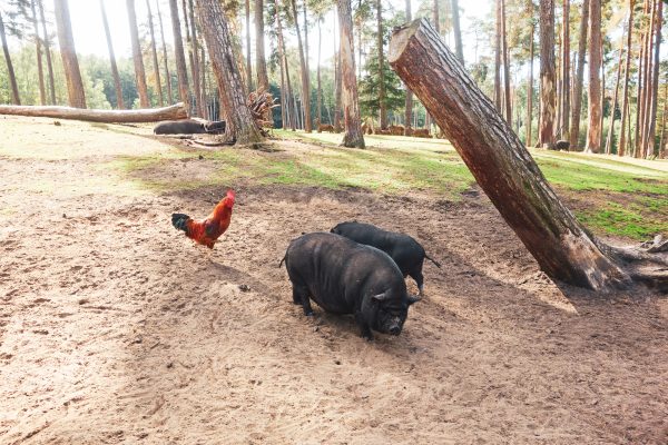 Das Bild zeigt Schweine im Wildpark Granat