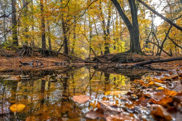 Das Foto zeigt den Rotbach in Bottrop