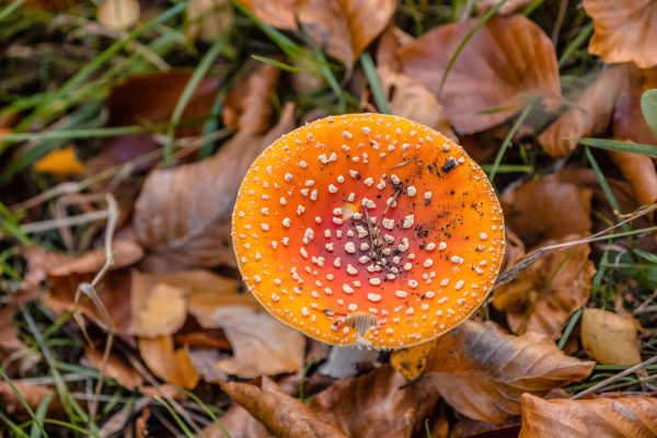 Das Foto zeigt einen Pilz am Rotbach in Bottrop