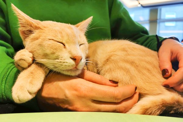 Das Foto zeigt Kater Hulle auf Katalinas Schoß im Katzencafé Katzentempel Bochum