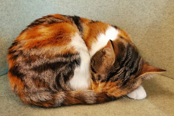 Das Foto zeigt Katze Kaline im Katzencafé Katzentempel Bochum