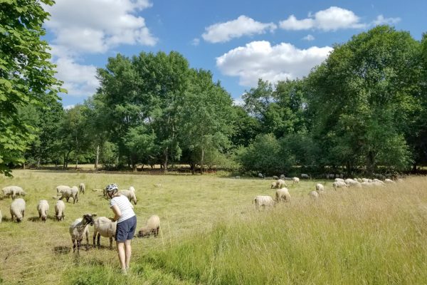 Das Foto zeigt Katalina an einer Schafsweide bei einer Radtour in Dortmund
