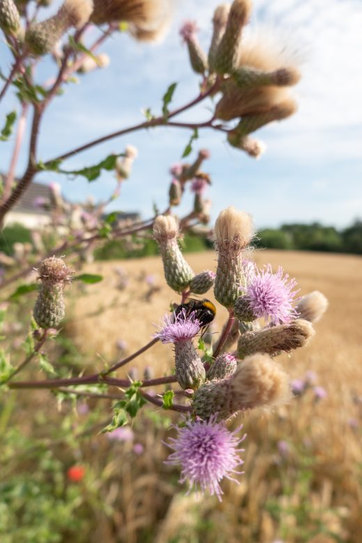 Das Foto zeigt eine Hummel an einem Feld in Mülheim an der Ruhr