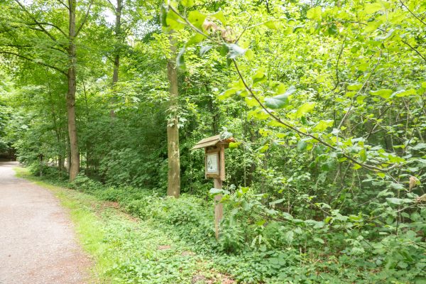 Das Foto zeigt den Stadtwald in Essen-Kettwig