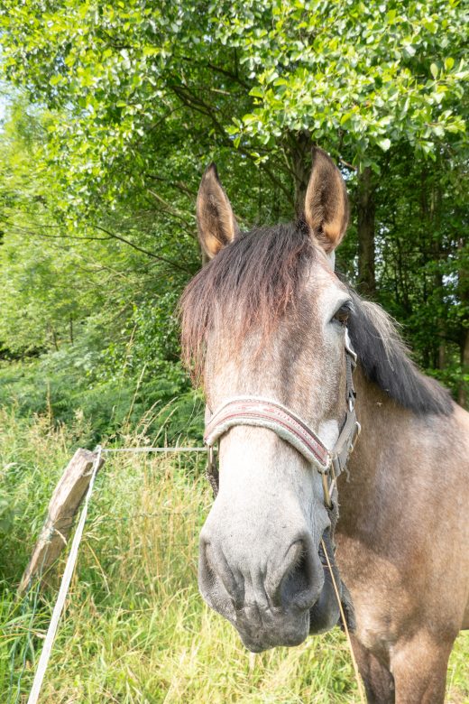 Das Foto zeigt ein Pferd auf einer Koppel in Essen