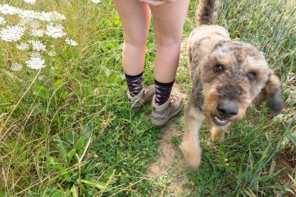 Das Foto zeigt einen Hund in den Feldern von Mülheim an der Ruhr