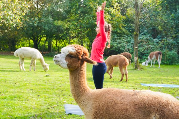 Das Bild zeigt Personen beim Achtsamkeitsretreat mit Alpakas bei Daniels kleine Farm