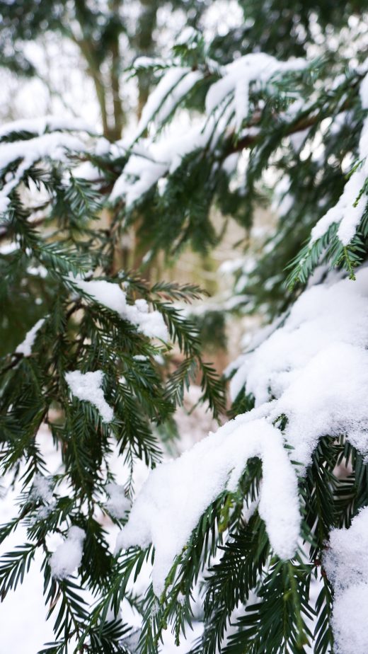 Das Foto zeigt Schnee im Botanischen Garten der Ruhr-Universität Bochum