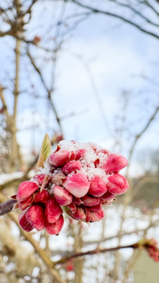 Das Foto zeigt Schnee im Botanischen Garten der Ruhr-Universität Bochum