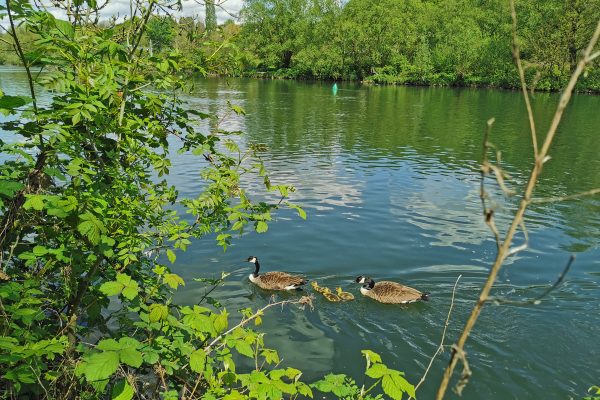 Das Foto zeigt eine junge Wildgans-Familie an der Ruhr in Essen