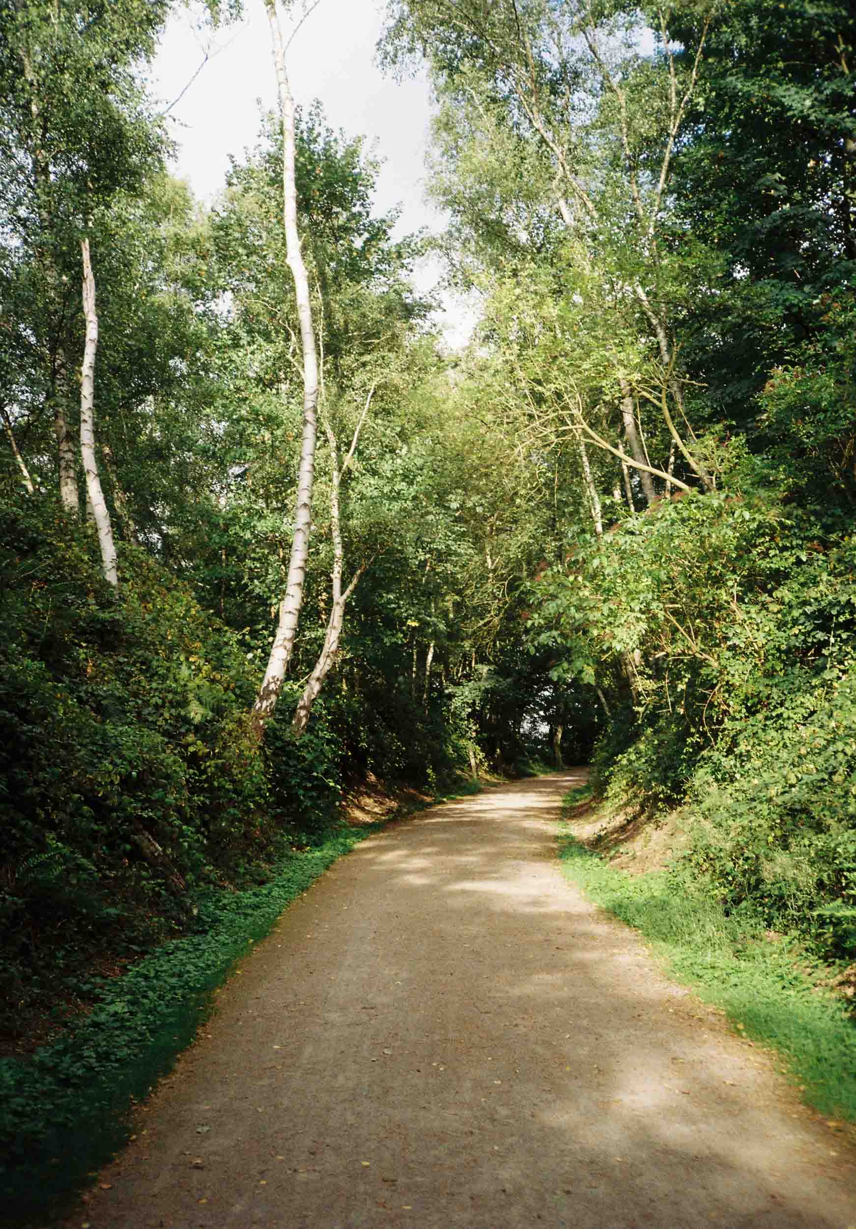 Das Foto zeigt ein Waldstück auf dem Weg hoch zur Halde Rheinelbe in Gelsenkirchen.