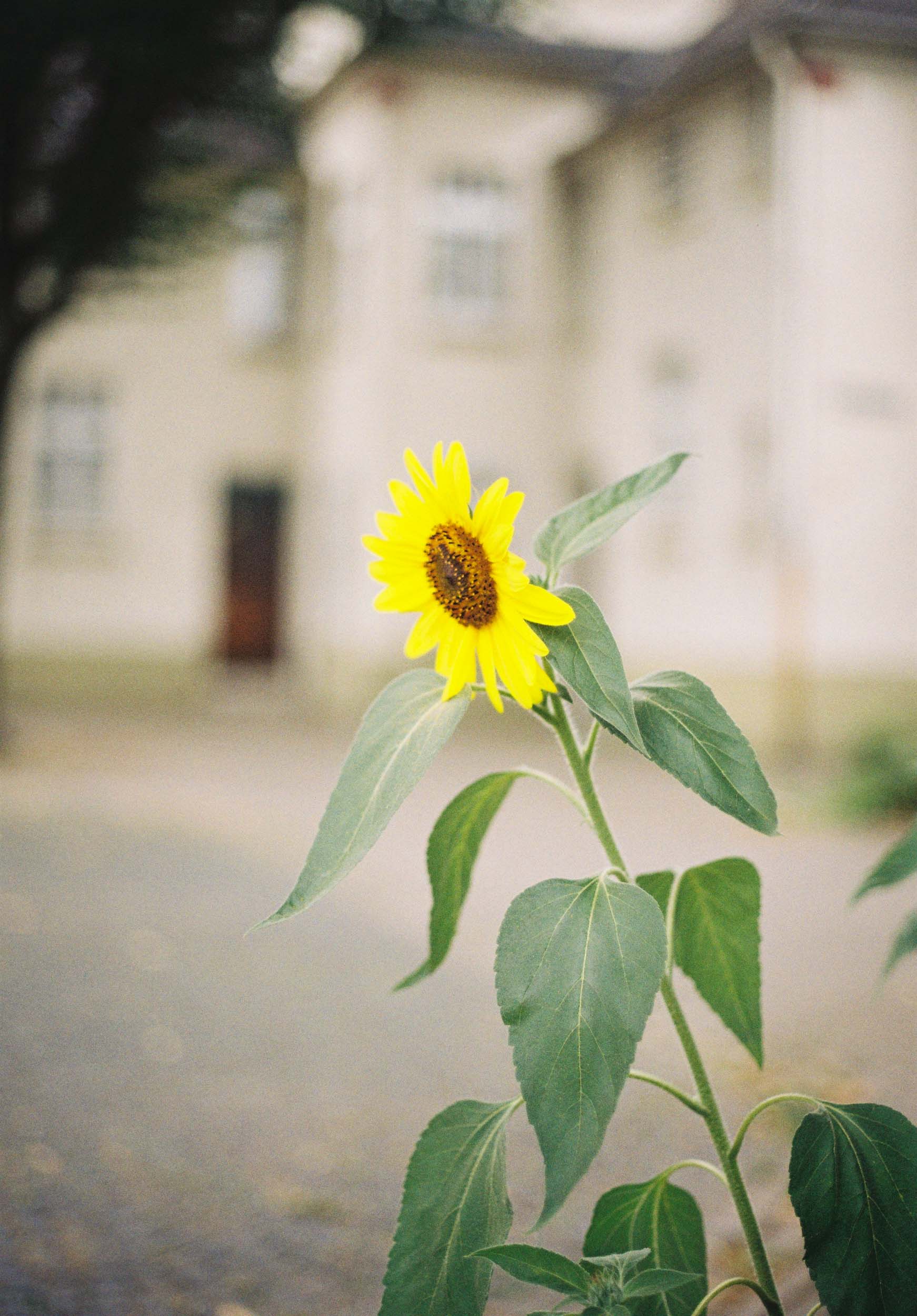 Das Bild zeigt eine Sonnenblume.
